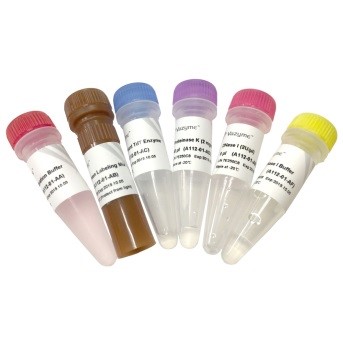 Набор для определения апоптоза  TUNEL BrightGreen TUNEL BrightGreen Apoptosis Detection Kit A112, Vazyme, Китай