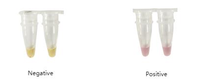 Результат использования набора G1902-50: отрицательный контроль (слева) и положительный контроль (справа)