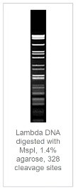 1,4% агарозный гель-электрофорез с результатами гидролиза ДНК фага лямбды эндонуклеазой рестрикции MspI (328 сайтов рестрикции)