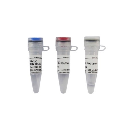 Протеаза HRV 3C (His-tag), рекомбинантная, 1000 е.а., Servicebio