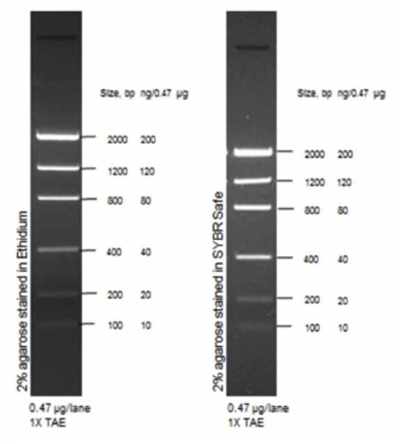 Маркер длин ДНК Low DNA Mass от 100 п.н. до 2000 п.н., 0,1175 мкг/мкл.