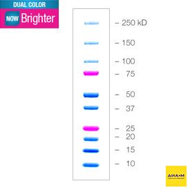 Маркеры белковые молекулярного веса, предокрашенные, Dual Color, 10-250 кДа...