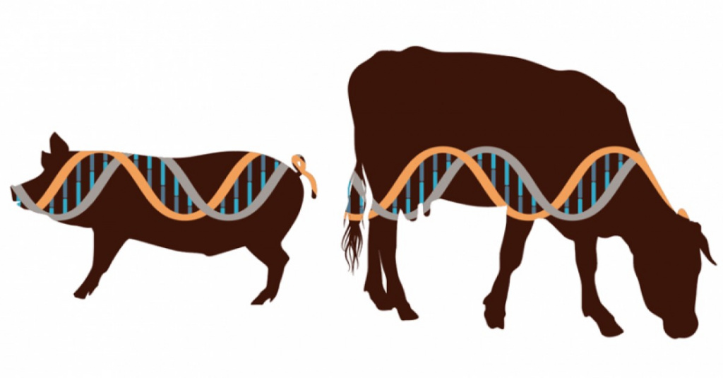 Genetic analysis in agriculture