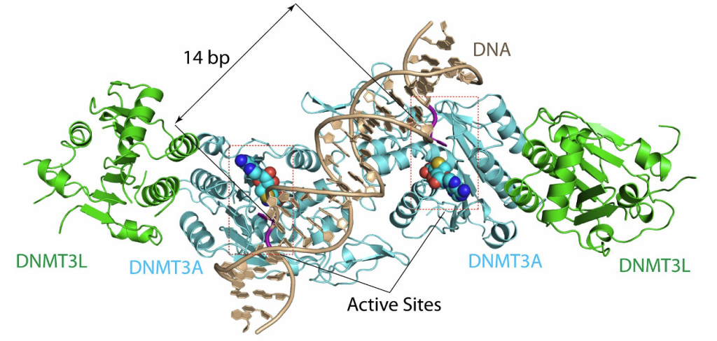 DNMT. Dnmt1, dnmt3a, dnmt3b. DNM molecule. 3l.
