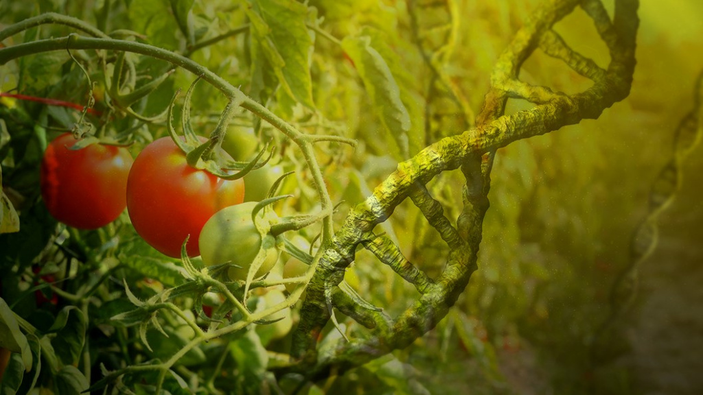 Genetic analysis of agricultural products