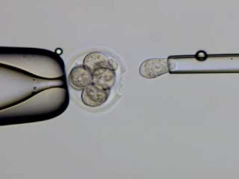mikrodissektory-mikroperforatory-lazery.jpg