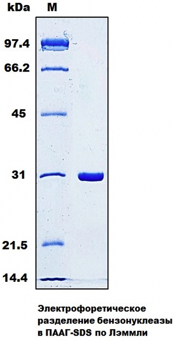 Электрофоретическое разделение бензонуклеазы в ПААГ-SDS по Лэммли