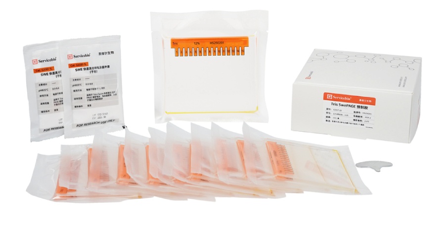 Полиакриламидный гель (ПАА Гель) Полиакриламидный гель (ПАА Гель) — это специализированный гель для электрофореза белков, используемый для разделения белковых молекул по размеру с помощью электрофореза.