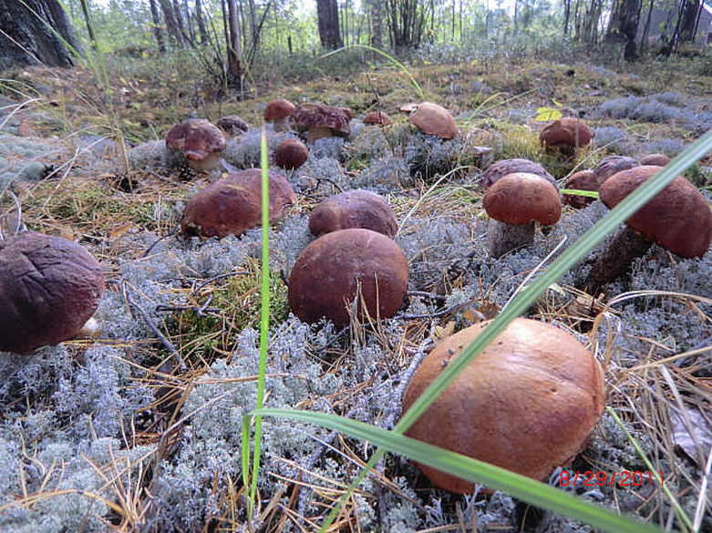 Mushroom place in science