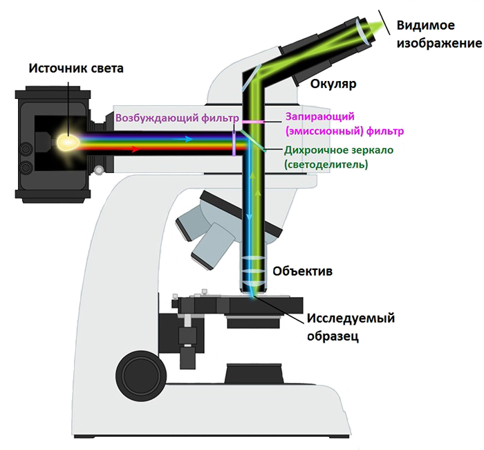 Fluorescence microscope device