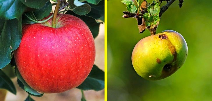 GMO products: benefits and harms