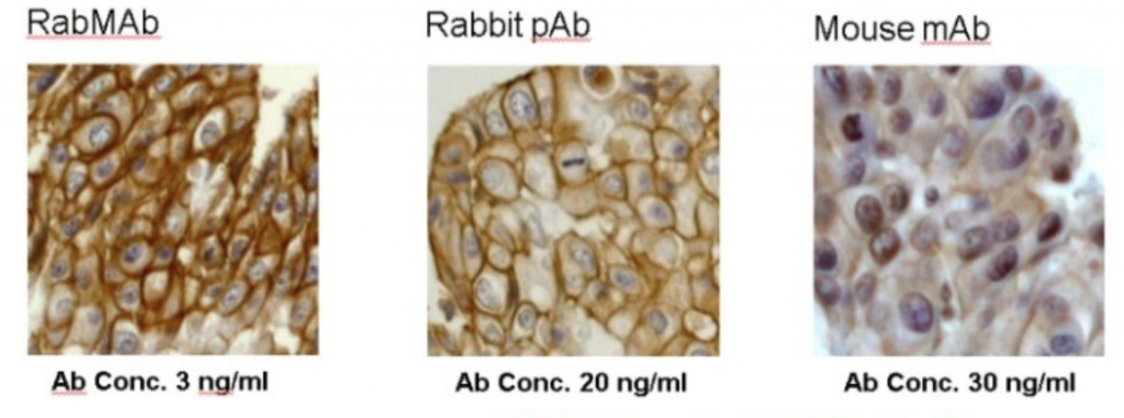 RabMab.png