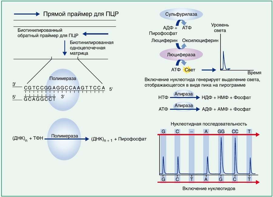 Прямой праймер. PCR — полимеразная цепная реакция. Этапы полимеразной цепной реакции ПЦР. ПЦР праймер схема. Пиросеквенирование принцип метода.