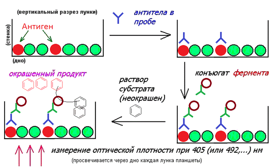 Схема постановки реакции ИФА. ИФА микробиология схема. Твердофазный метод ИФА. Прямой твердофазный ИФА схема. Ифа качественно что это