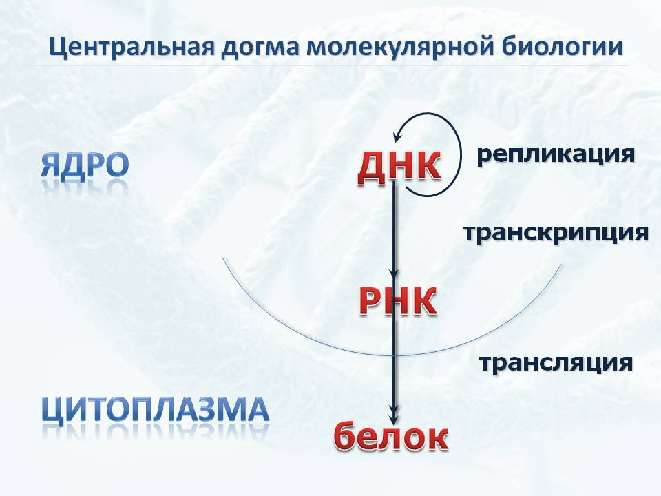 Доклад: Центральная догма молекулярной биологии