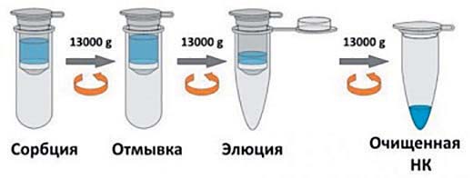 Процесс выделения днк