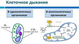 Виды клеточного дыхания