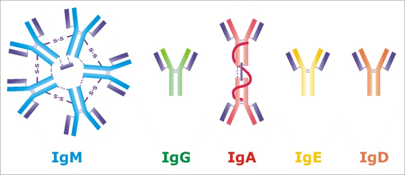 Igm positiva que significa