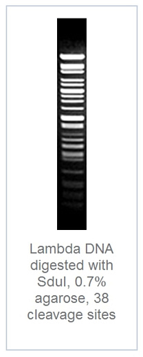 0.7 % агарозный гель-электрофорез с результатами гидролиза ДНК фага лямбды эндонуклеазой рестрикции SduI (38 сайтов рестрикции)