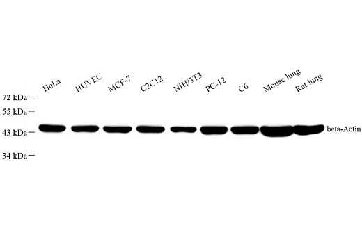 Антитела Anti - beta Actin, мышиные моноклональные, рекомбинантные