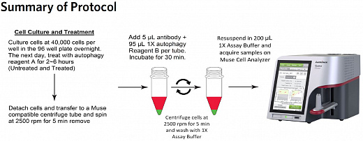 Набор для анализа аутофагии Muse Autophagy LC3-Antibody Based Kit, 200 тестов Фото 3