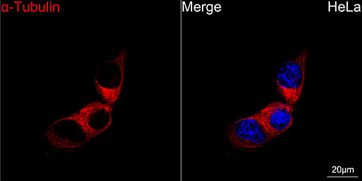 Антитела Anti-Mouse IgG (H+L) козьи, поликлональные, конъюгированные с ABflo 647, конфокальная визуализация клеток HeLa