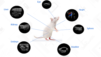 Ультразвуковой сканер RevoSilex F30, RWD Life Science, Китай