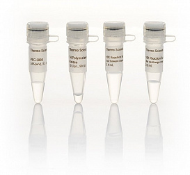 Полинуклеотидкиназа T4, 10 ед/мкл