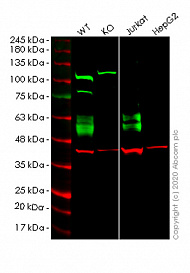 Клеточная линия Human CD47 knockout HEK293T cell line