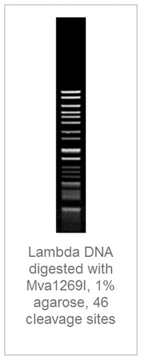 1.0 % агарозный гель-электрофорез с результатами гидролиза ДНК фага лямбды эндонуклеазой рестрикции Mva1269I (46 сайтов рестрикции)