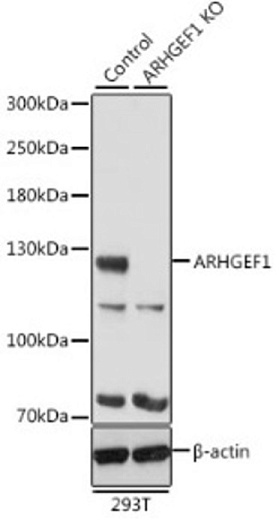 Вестерн-блот-анализ экстрактов нормальных (контрольных) и клеток с нокаутом ARHGEF1 (KO) 293T с использованием антитела ARHGEF1 (A4274) в разведении 1:500.