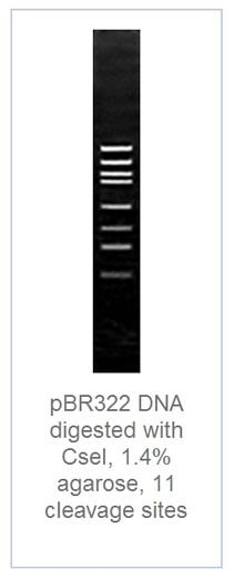 1.4 % агарозный гель-электрофорез с результатами гидролиза ДНК pBR322 эндонуклеазой рестрикции CseI (11 сайтов рестрикции)