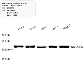 Антитела Anti - beta Actin, кроличьи моноклональные, рекомбинантные, 100 мкл, Servicebio, Китай