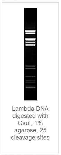 1.0 % агарозный гель-электрофорез с результатами гидролиза ДНК фага лямбда эндонуклеазой рестрикции GsuI (1 сайт рестрикции)