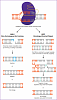 Сортер клеток Se3 упрощает рабочий процесс CRISPR-Cas9 редактирования генов