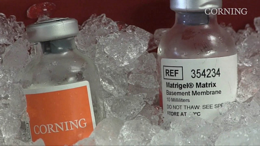 Матрикс экстрацеллюлярный Matrigel (GFR), с феноловым красным