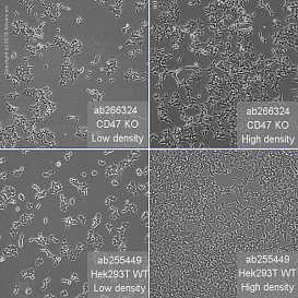 Клеточная линия Human CD47 knockout HEK293T cell line