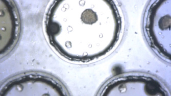 Формирование трехмерного сфероида с EzScope 101, Blue-Ray Biotech, 2019 г.