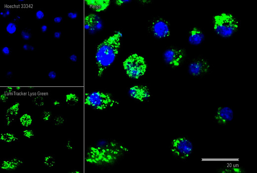 Краситель для клеточной микроскопии LumiTracker Lyso Green, зеленый, 20×50 мкл, Lumiprobe