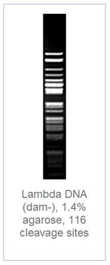 1.4 % агарозный гель-электрофорез с результатами гидролиза ДНК фага лямбды эндонуклеазой рестрикции MboI (116 сайтов рестрикции)