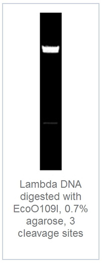 0.7 % агарозный гель-электрофорез с результатами гидролиза ДНК фага лямбда эндонуклеазой рестрикции EcoO109I (3 сайта рестрикции)