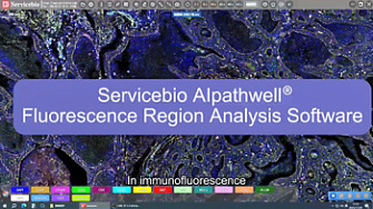Обзор работы программного обеспечения, анализ клеточных структур, сканера LG-S80, Servicebio, Китай, англ., 2025 г.