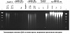 Набор для выделения ДНК из тканей QIAamp Fast DNA Tissue Kit Фото 3