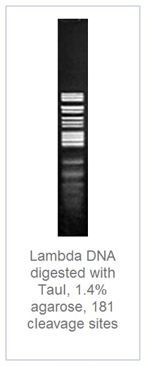 1.4 % агарозный гель-электрофорез с результатами гидролиза ДНК фага лямбды эндонуклеазой рестрикции TauI (181 сайт рестрикции)
