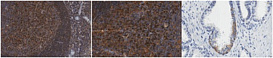 Антитела Anti-PD-L2, клон 366C.9E5, 100 мкг, Sigma-Aldrich