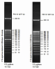 Маркер длин ДНК TrackIt 50 bp DNA Ladder, 17 фрагментов от 50 до 2500 п.н.; готовый к применению; 0,1 мкг/мкл Фото 1