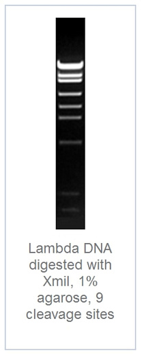 1.0 % агарозный гель-электрофорез с результатами гидролиза ДНК фага лямбды эндонуклеазой рестрикции XmiI (9 сайтов рестрикции)
