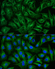 Антитела Anti-Rabbit IgG (H+L) козьи, поликлональные, коньюгированые с ABflo 488, иммунофлуоресцентный анализ HeLa клеток