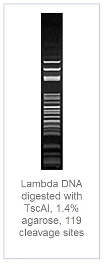 1.4 % агарозный гель-электрофорез с результатами гидролиза ДНК фага лямбды эндонуклеазой рестрикции TscAI (119 сайтов рестрикции)