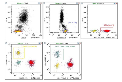 Рисунок 1 Схема анализа субпопуляций T/B/NK